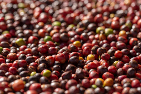 Fresh Arabica Red Coffee beans berries and Drying Process
