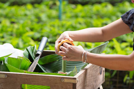 Fresh cocoa beans in the hand of a farmerの写真素材