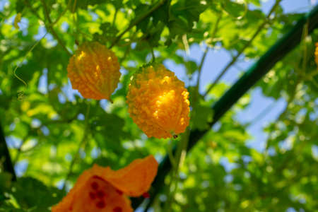 Bitter melon, Bitter gourd or Bitter squash hanging plants in a farmの写真素材
