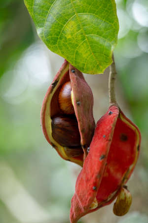 Sterculia monosperma, Thai chestnut, Red Chestnut on tree