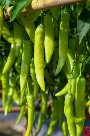 Ripe Green chilli on a tree, Green chilies grows in the garden