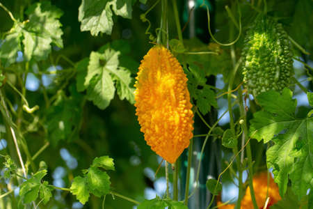 Bitter melon, Bitter gourd or Bitter squash hanging plants in a farmの写真素材