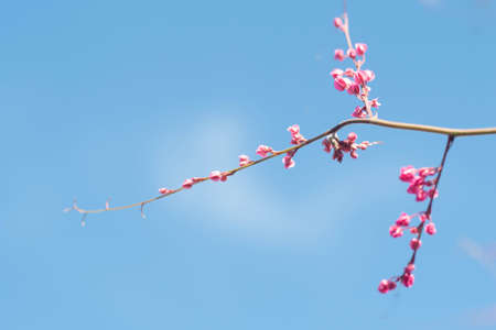 Beautiful Bright Pink flower Cherry Blossoms Against Blue Sky in Spring.の写真素材