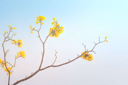 yellow flowers blossom in spring summer time on blue sky background.の写真素材