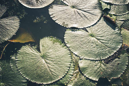 Green lotus leaves texture abstract background.Lotus leaves on water surface top view in eco nature backgroundの写真素材