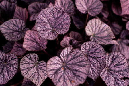 tropical leaf forest glow in the dark background heart shape fprm of love beautiful textureの写真素材