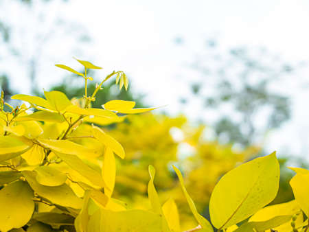 Orange fall leaves border .の写真素材
