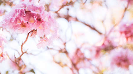 close-up beautiful pink bloosom flower . wedding or valentine background. love concept .Soft blur focus. In sepia vintage pastel tonedの写真素材