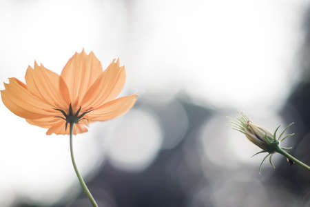Yellow cosmos flowers are bloom on blurred bokeh background. single of blooming yellow flowers . greeting card . happiness idea .の写真素材