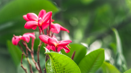 Tropical flowers frangipani (Plumeria) . Beautiful red Plumeria rubra flower