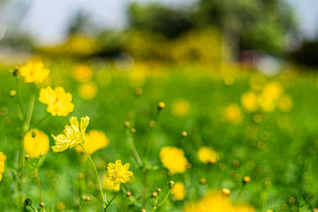 Scenery with cosmos representing autumn . yellow flower blooming in the field, vintage warm tone ....