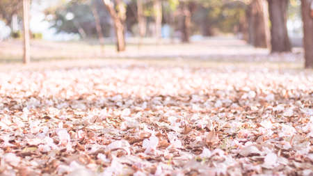 The withered fallen petal of a pink flower lying on the ground rÂ· Pink fallen cherry blossom...