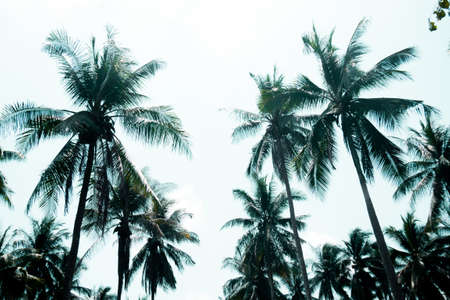 Top of palm trees into blue sky background.Summer.Holiday.Vacation concept idea of beach and sea travelの写真素材