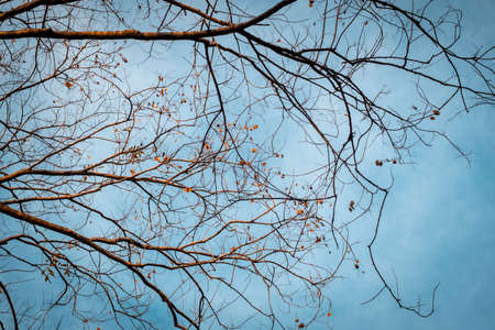 Tree Branch on blue Winter Sky.の写真素材