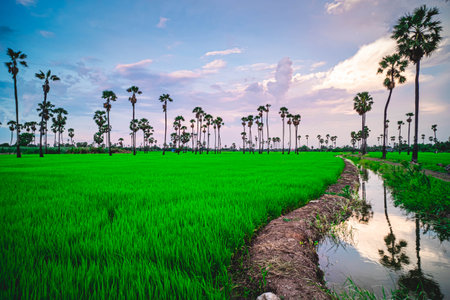 Landscape under scenic colorful sky at sunset over rice field and sugar palm trees.Rice fields and...