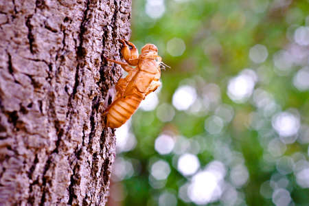 Molting cicada close up with stuck in the barkの写真素材