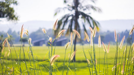 wild grasses close up harvest yellow field background