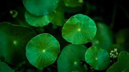 Close up green Gotu kola leaves. Asiatic pennywort. Indian pennywort. nature backgroundの写真素材