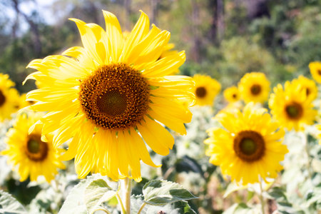 close up view of sunflower flowers in the field . Bright sunflower in sunset light, close-up, selective focusの写真素材