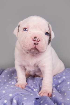 Funny small American Bulldog puppy dog is sitting on gray purple background.の写真素材