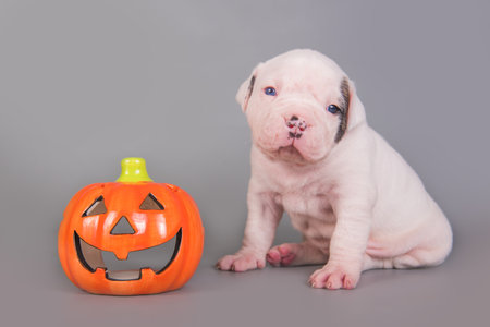 Funny American Bulldog puppy dog and orange little pumpkin, halloween cardの写真素材