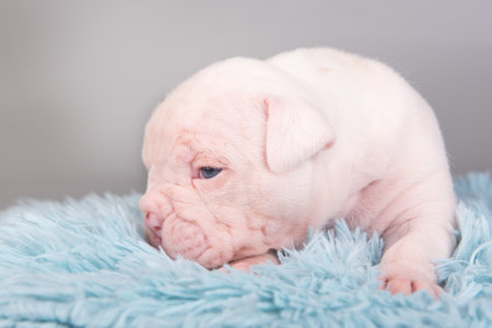 Funny small American Bulldog puppy dog is sitting on gray blue background.の写真素材