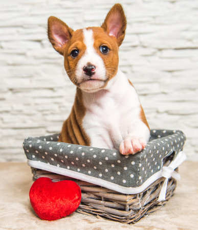 Funny red Basenji puppy dog in the basket with red heart on Valentine Day, greeting cardの写真素材