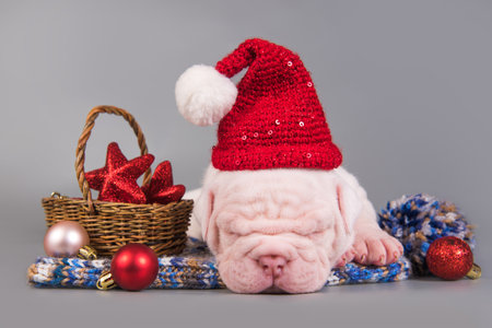 Funny American Bulldog puppy dog with santa claus hat is sleeping. Christmas or New Year backgroundの写真素材