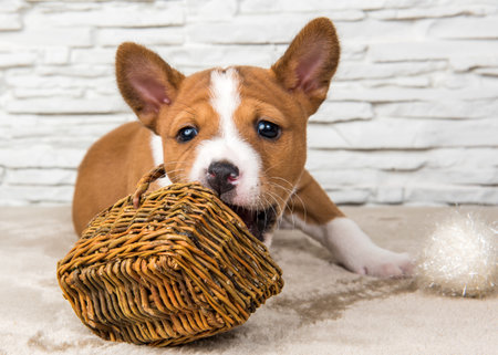 Funny Basenji puppy dog with white ball or snowball basket on New Year, Christmasの写真素材