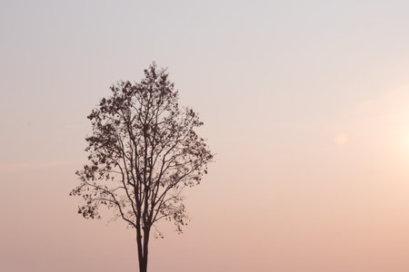 Beautiful scenery of sunset in the forest. Bright orange color of the sky contrast with dark color...