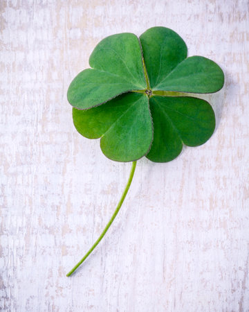 Clover leaves on shabby wooden background. The symbolic of Four Leaf Clover the first is for faith,...