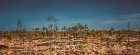 Swamp or bog in Kemeri National park with blue reflection lakes, green trees and blue sky (Riga...
