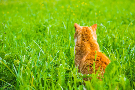 Red cat sitting with his back turned looking back on green grassの写真素材