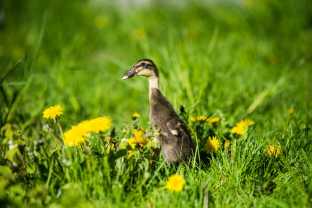 Little domestic gray duckling sitting in green grass with yellow dandelions.の写真素材