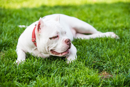 White American Bully puppy dog lies on green grass. Medium sized dog with a compact bulky muscular body, blocky head and heavy bone structure.の写真素材