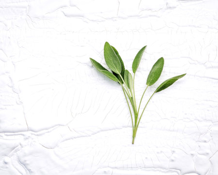 Closeup branch fresh sage leaves on white wooden background . Alternative medicine fresh salvia officinalis with flat lay.の写真素材