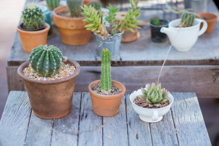 beautiful plants in Clay pots with cactusの写真素材