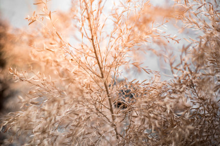 brown flower blackgroundの写真素材