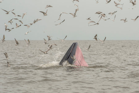 Bryde's whale, Eating fish at gulf of Thailand.の写真素材