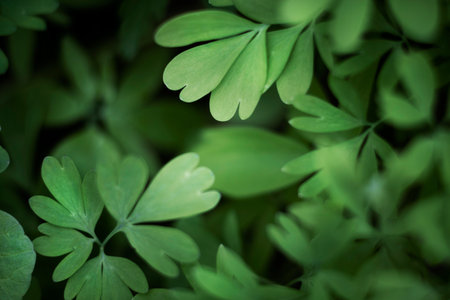 Close up green leaves nature