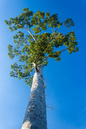 Under view of big tree with blue sky backgroundの写真素材