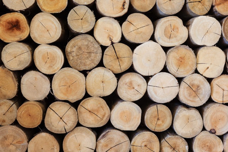 Close-up round cut down cross section tree log with annual rings wood texture pattern, Wall decorated with cut down a treeの写真素材
