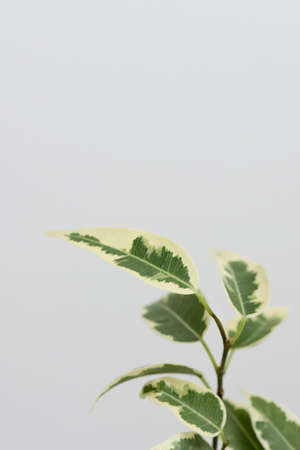 Still life arrangement flowers with green plantの写真素材