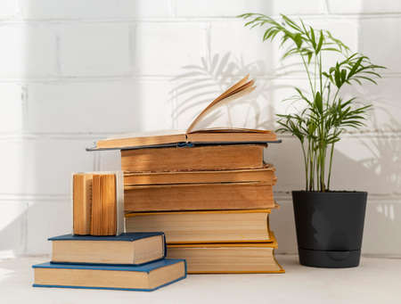 Books arrangement with potted plantの写真素材