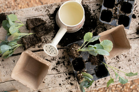 Close up transplanting process plants
