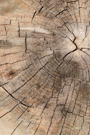 Close up wood texture background