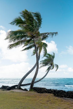 Tropical hawaii landscape with mountain viewの写真素材