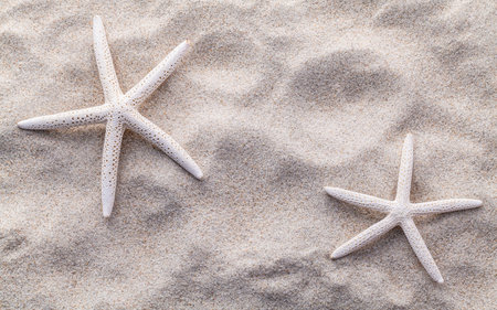 Sea shells,starfish and crab on beach sand for summer and beach concept. Studio shot beach background.の写真素材