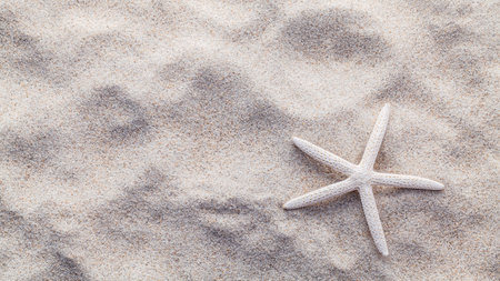 Sea shells,starfish and crab on beach sand for summer and beach concept. Studio shot beach background.の写真素材