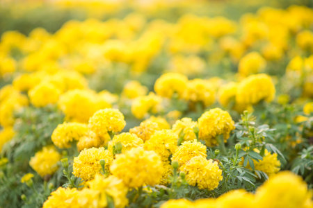 yellow flower detailの写真素材
